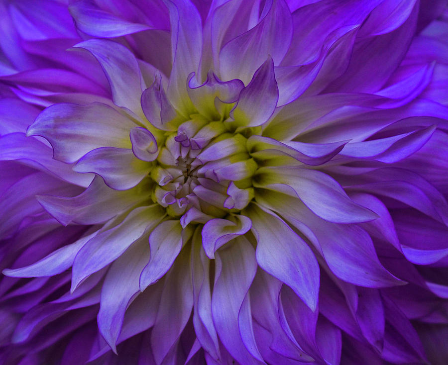 Dahlia Fire Photograph by Lyndee Miller is Fierce Ambition Imagery - Pixels