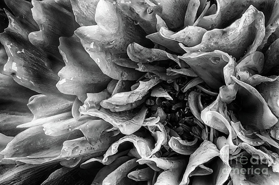 Dahlia flower in black and white macro Photograph by Simon Bratt