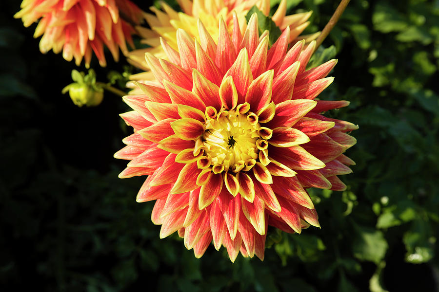 Dahlia Flowers Blooming In A Farm Photograph by Panoramic Images