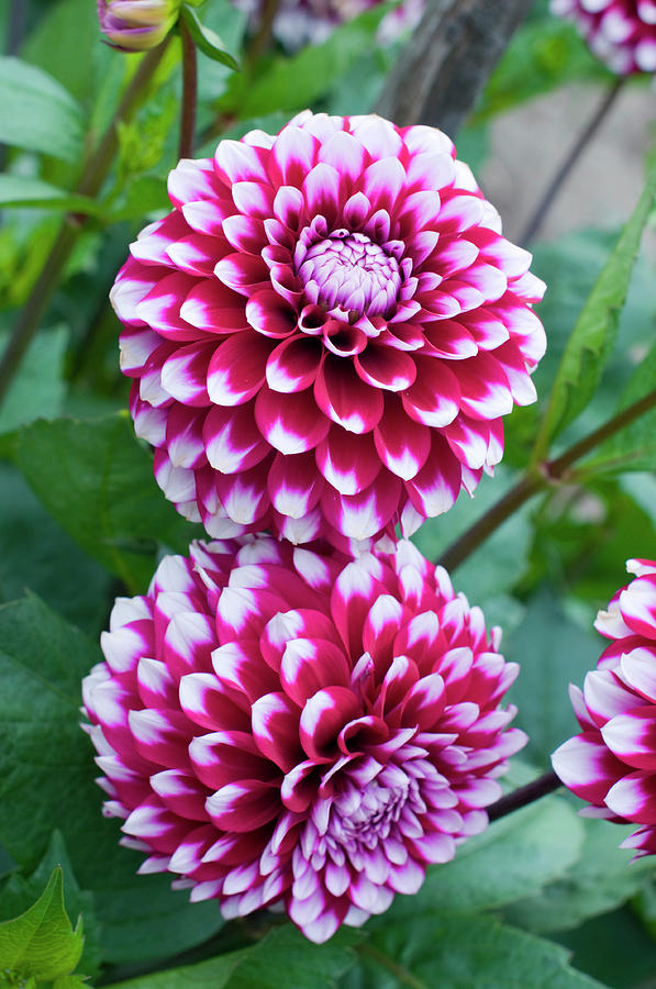 Dahlia Flowers In The Dahlia Garden In Photograph by Lonely Planet