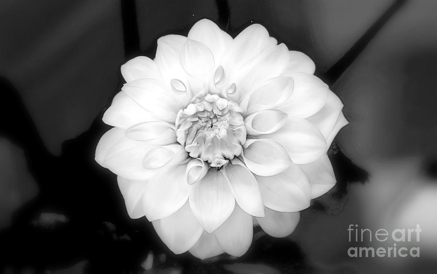 Dahlia Formal by Patti Whitten Dahlia Formal by Patti Whitten
