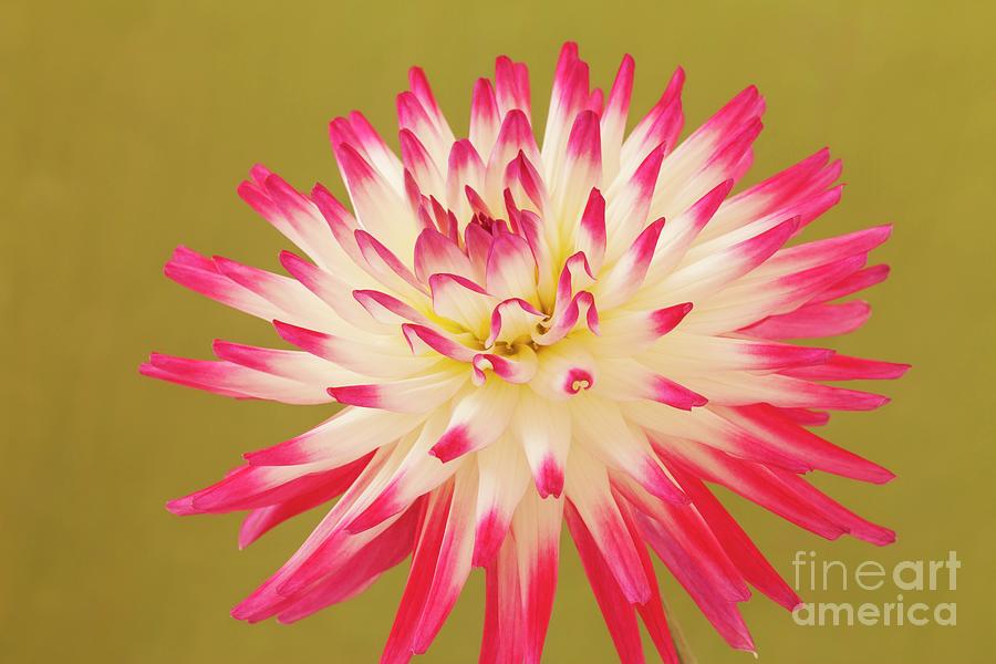 Dahlia ‘hayley Jane’ Photograph by Ann Pickford/science Photo Library