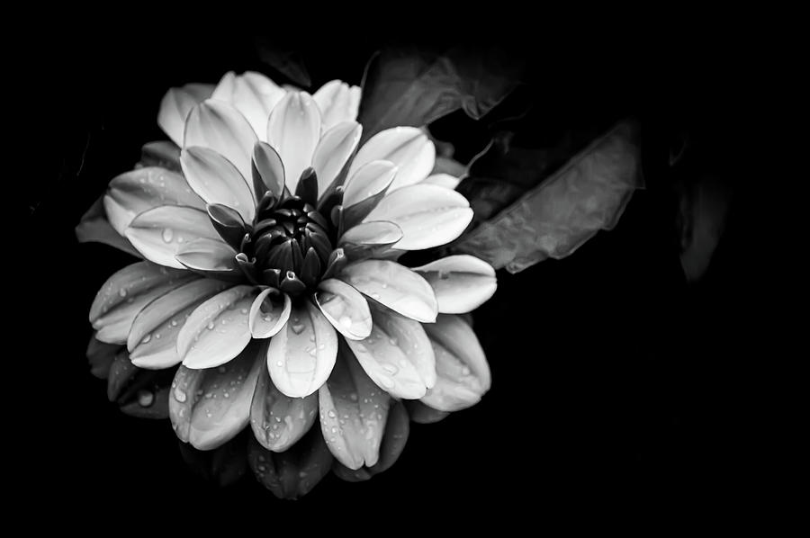 Dahlia II Black White Photograph by Joan Han