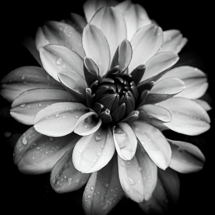 Dahlia III Black and White Photograph by Joan Han