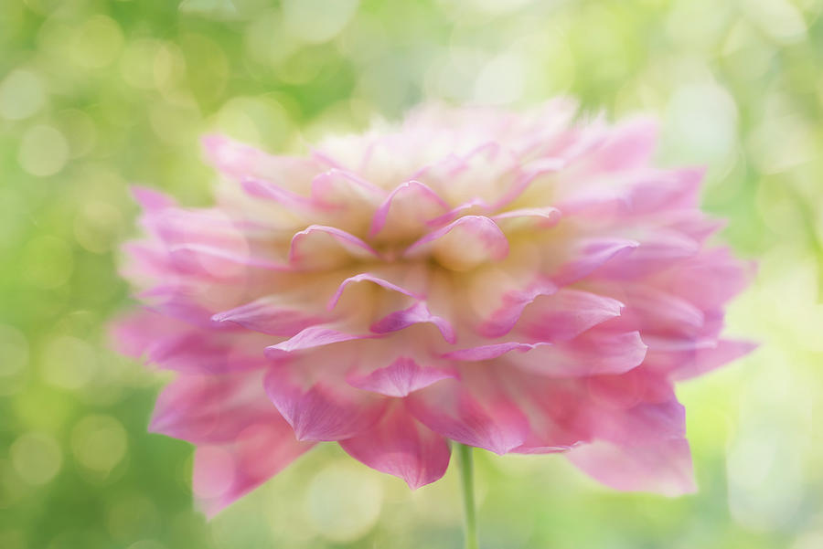 Nature Photograph - Dahlia In Backlight by Cora Niele