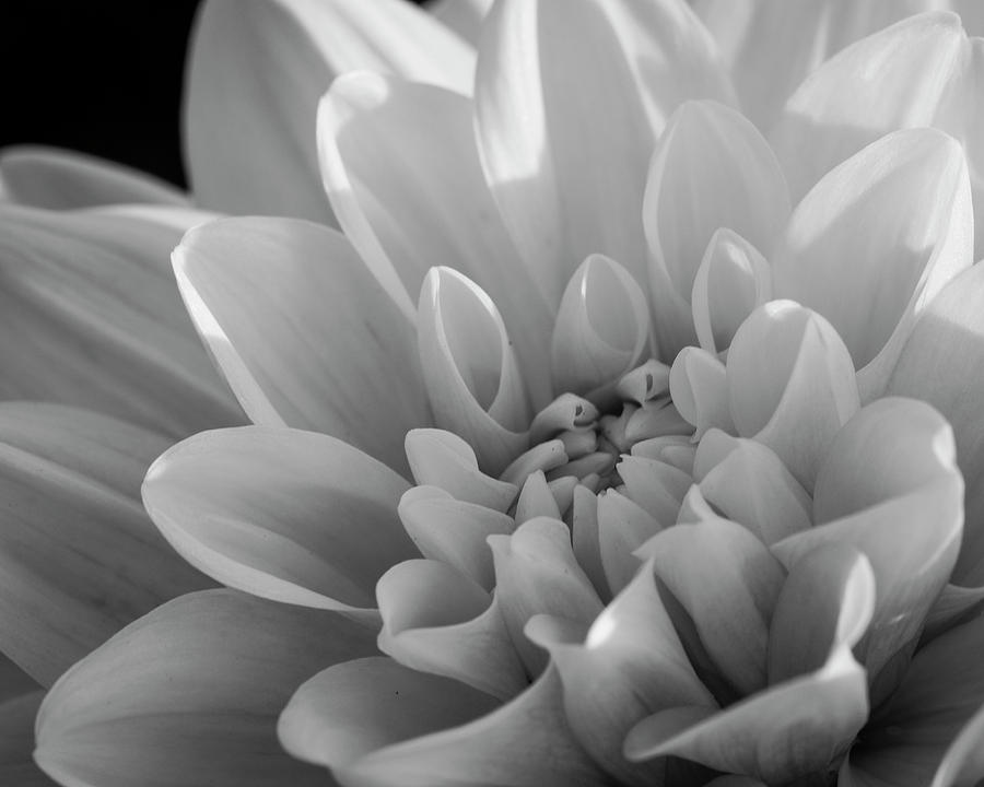 Dahlia in Monochrome Photograph by Catherine Avilez