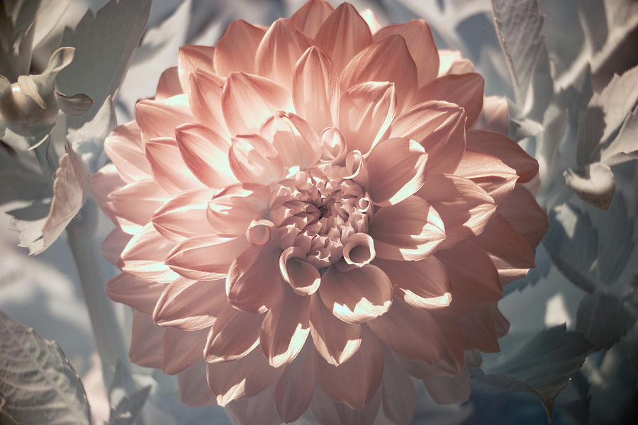 Dahlia Infrared Photograph by Brian Hale