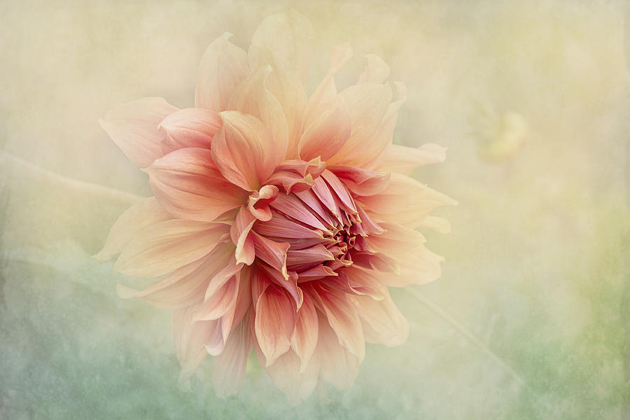 Flower Photograph - Dahlia by Jacky Parker