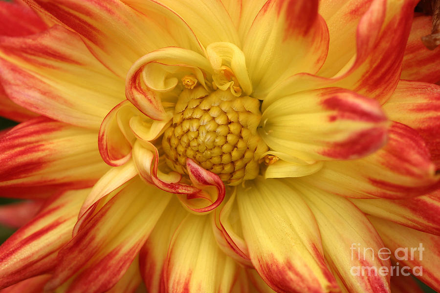 Dahlia Karma Bon Bini Photograph By Unknown - Fine Art America