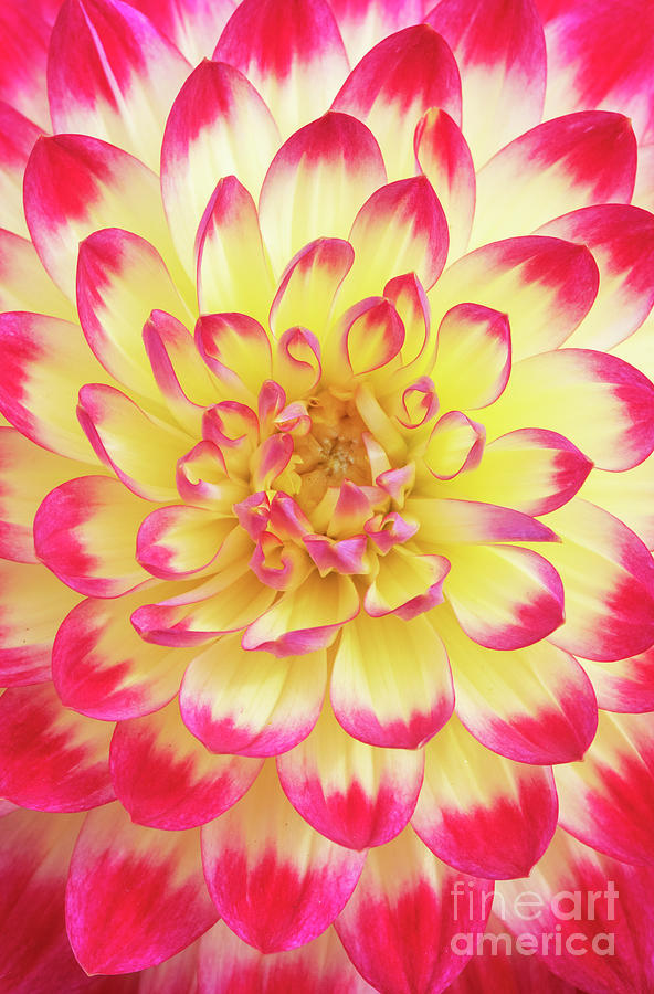 Dahlia Kenora Wow Flower Photograph by Tim Gainey