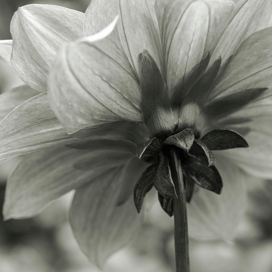 Dahlia Looking Forward Photograph by Edward Asher - Fine Art America