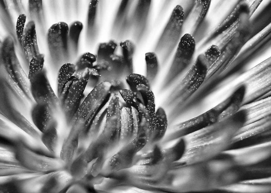 Dahlia macro in BW Photograph by Mary Pille
