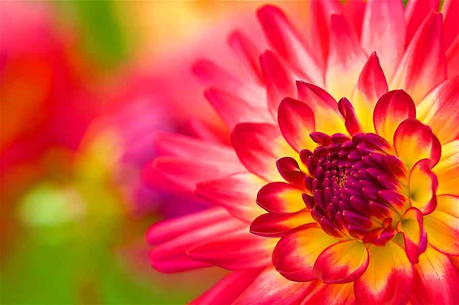 Dahlia Magic II Photograph by Janet Loughrey - Pixels