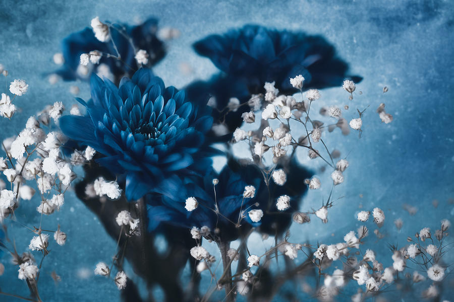 Flower Photograph - Dahlia by Mike Kreiten