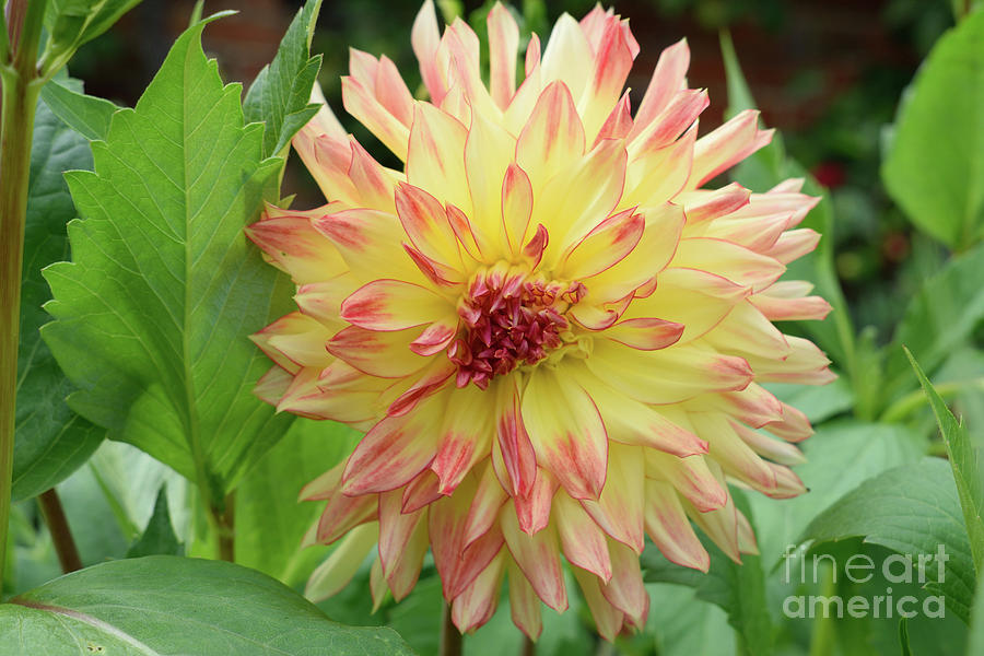 Dahlia mon Amour Photograph by D C Robinson/science Photo Library