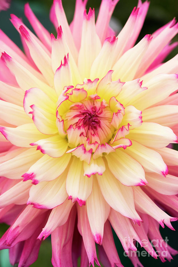 Dahlia Nenekazi Flower Photograph by Tim Gainey | Fine Art America