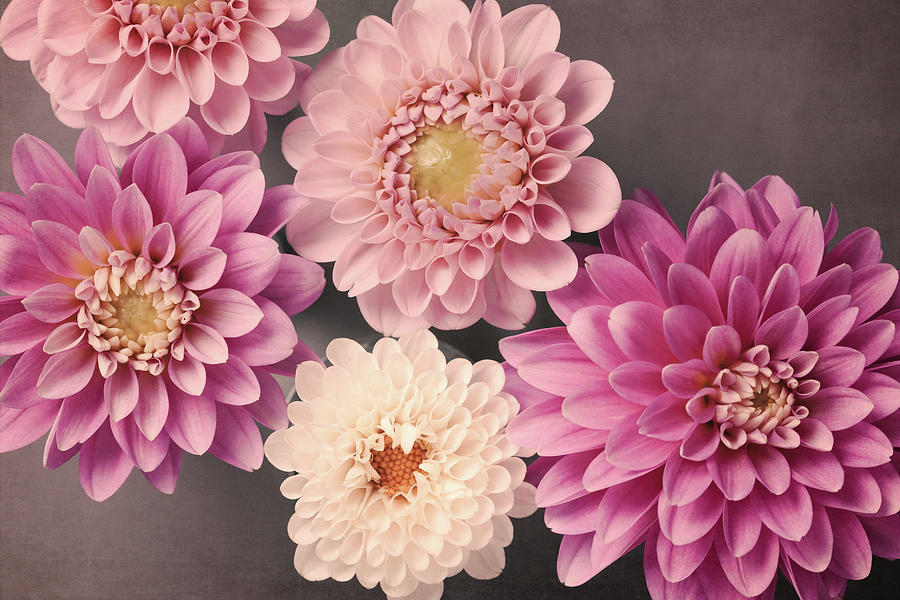 Dahlia No. 52 by Allison Trentelman Dahlia No. 52 by Allison Trentelman