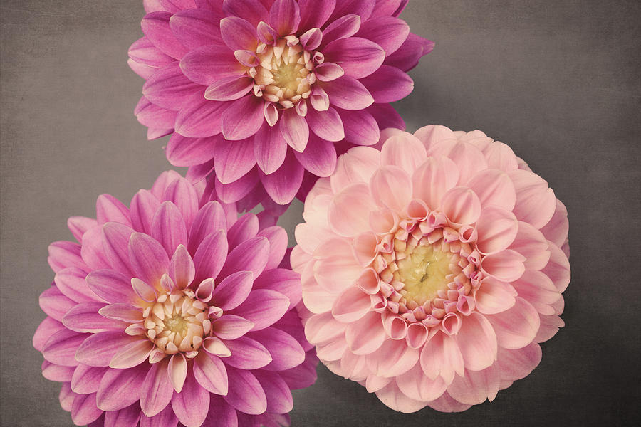 Dahlia No. 53 by Allison Trentelman Dahlia No. 53 by Allison Trentelman