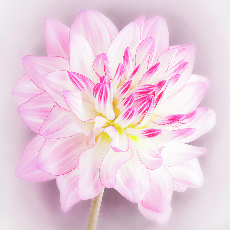 Dahlia On Color Background Photograph by Mosfotografie