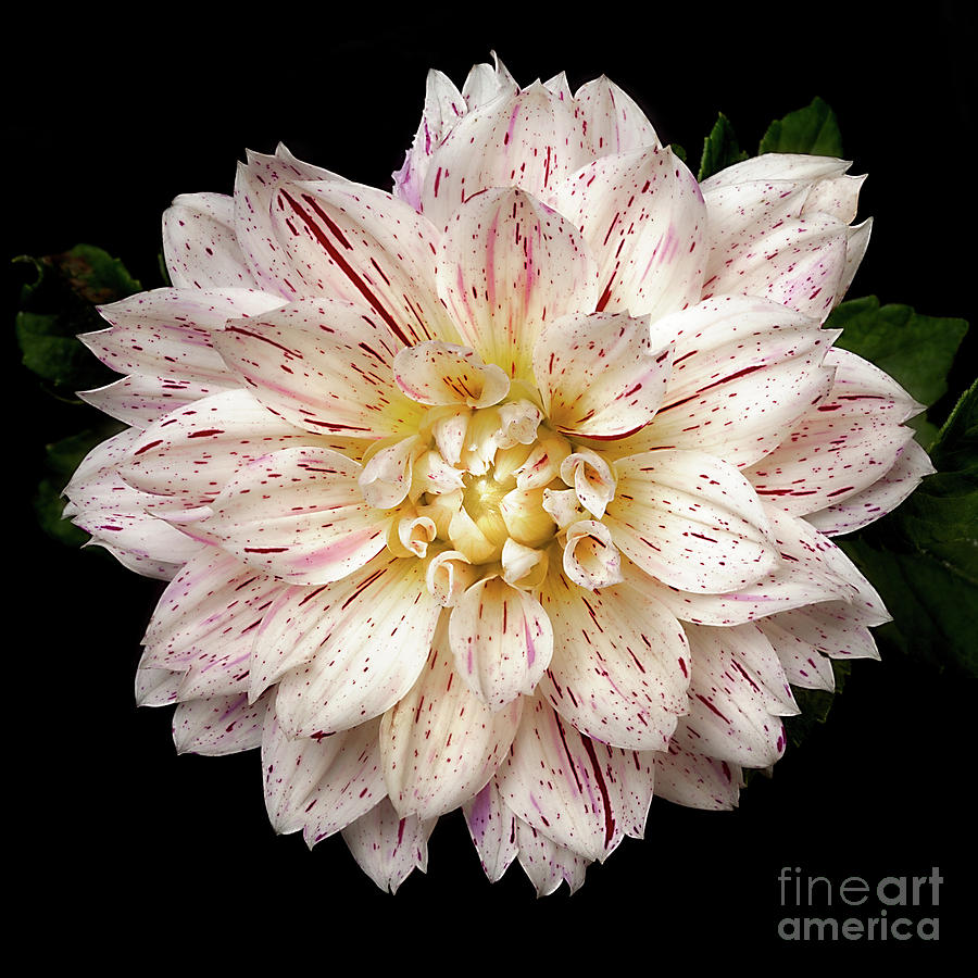 Dahlia Picasso Photograph by Ann Jacobson