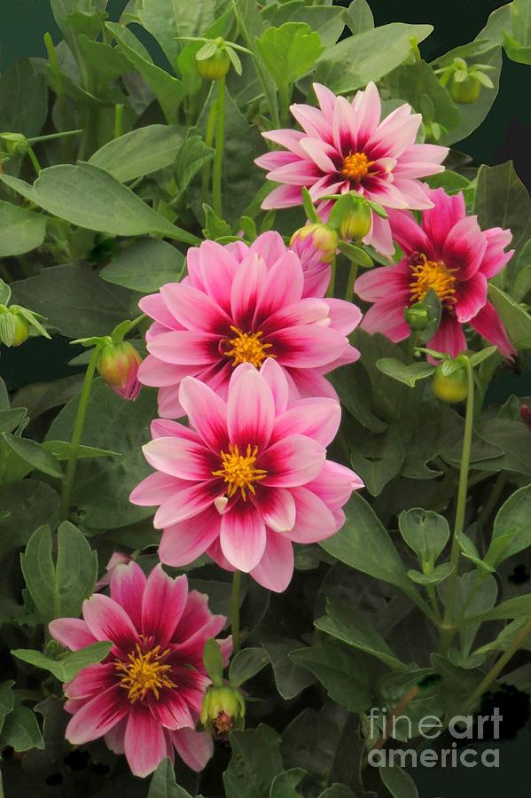 Dahlia quintet by Frank Townsley Dahlia quintet by Frank Townsley