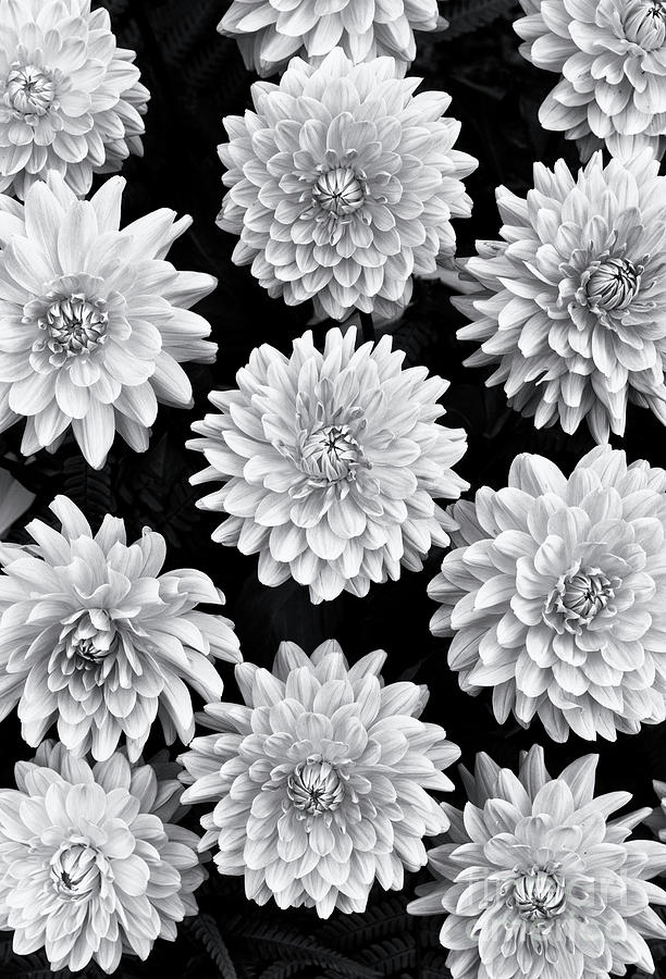 Dahlia Renato Tosio Flowers Monochrome Photograph by Tim Gainey
