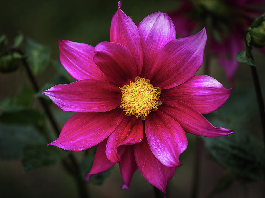 Dahlia by Robin Zygelman Dahlia by Robin Zygelman