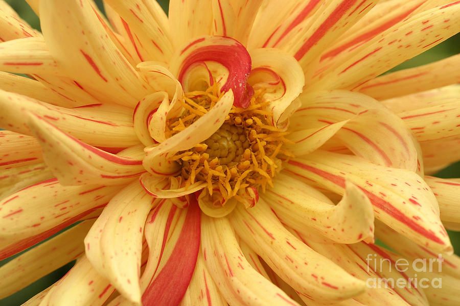 Dahlia “” Saint Saens”” Photograph by - Fine Art America