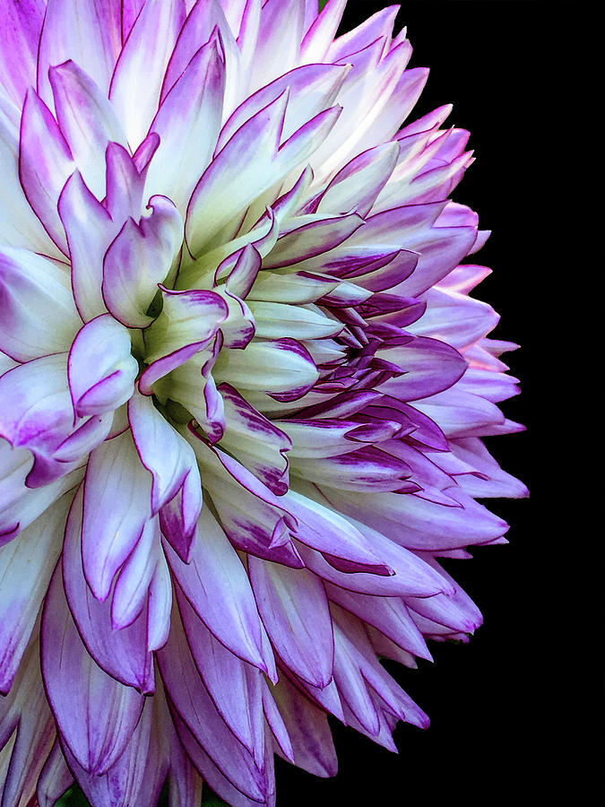 Flower Photograph - Dahlia by Sandi Kroll