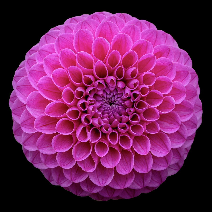Dahlia Study in Pink Photograph by Laura Macky