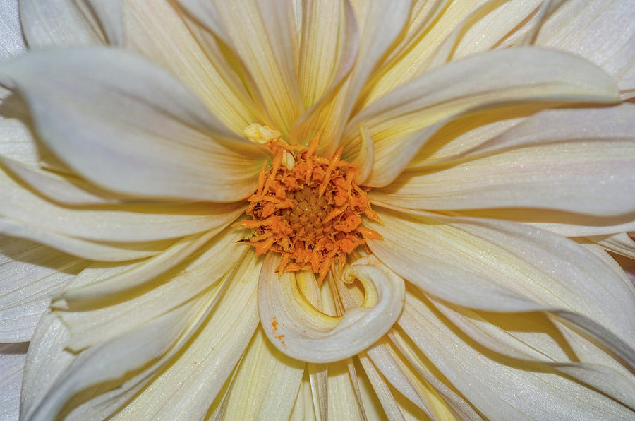 Dahlia Summertime Beauty by Claire Turner Dahlia Summertime Beauty by Claire Turner
