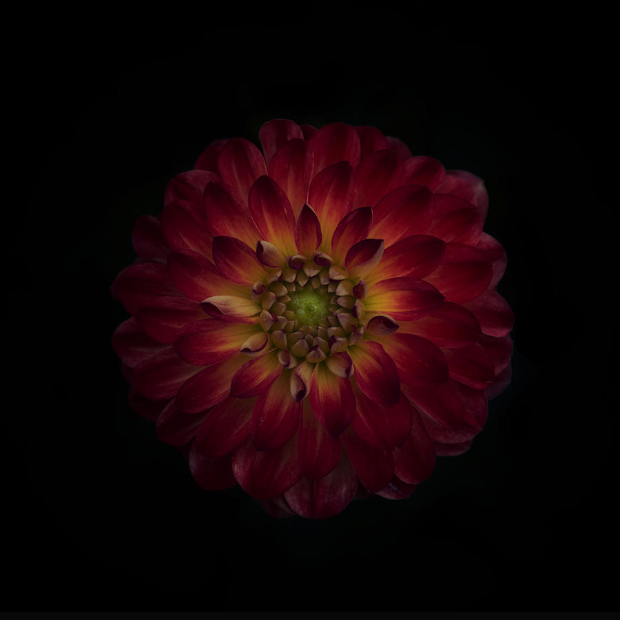 Flower Photograph - Dahlia Time by Lotte Grnkjr