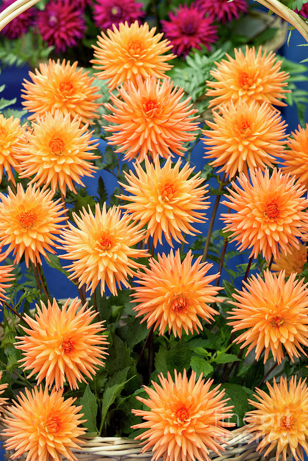Dahlia Tom McClelland Flowers Photograph by Tim Gainey