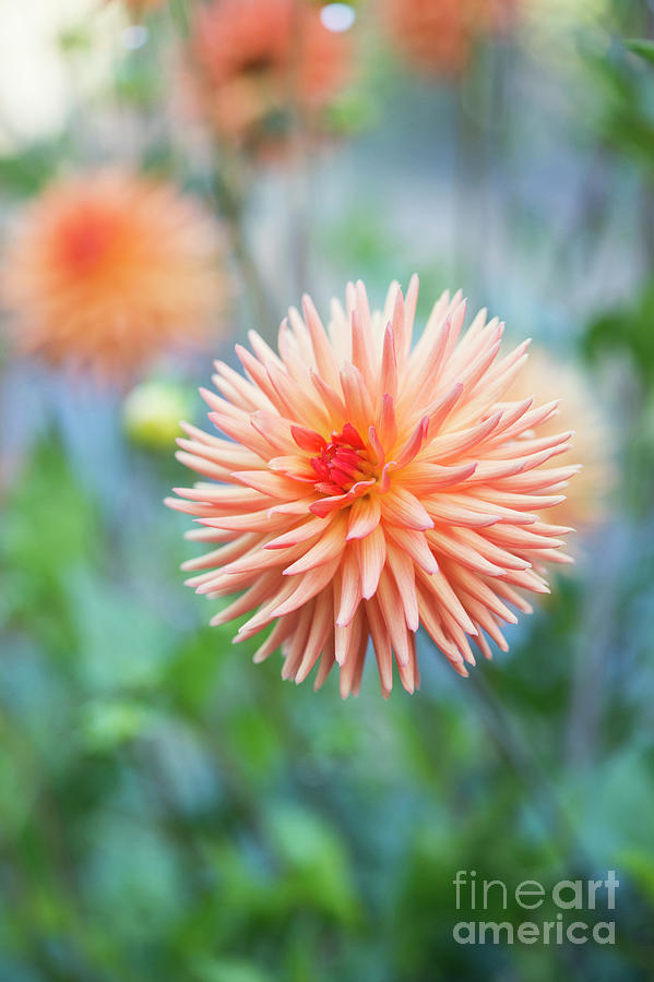 Dahlia Tom Mclelland Flower  Photograph by Tim Gainey