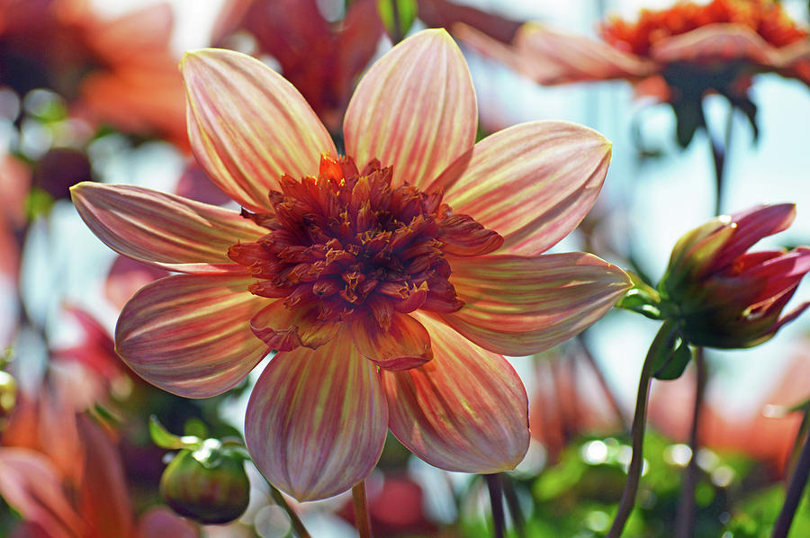 Dahlia Totally Tangerine Photograph by Terence Davis