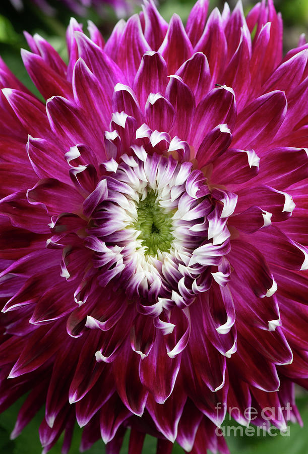 Dahlia Vancouver  Photograph by Tim Gainey