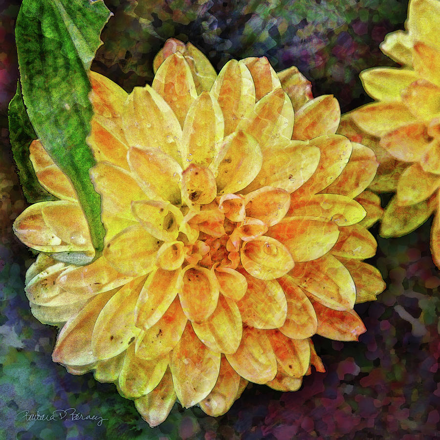 Dahlia with Raindrops by Barbara Berney Dahlia with Raindrops by Barbara Berney