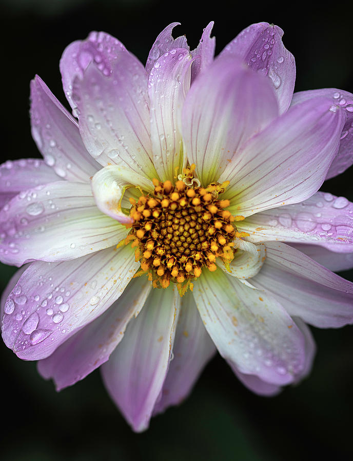 Dahlia With Raindrops by TL Wilson Photography Photograph by Teresa Wilson