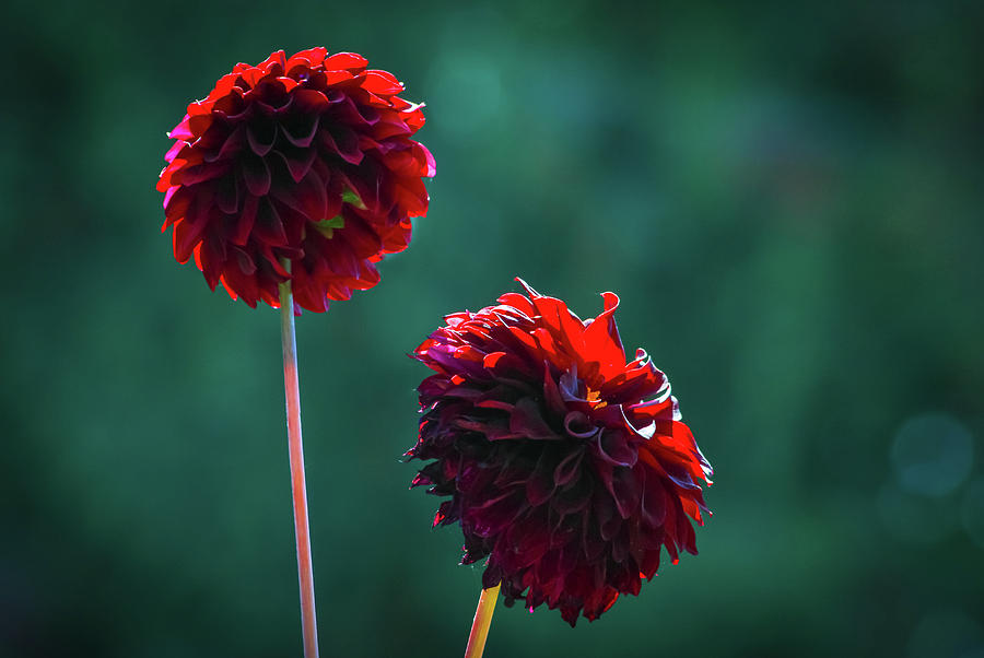 Dahlias Photograph by Anamar Pictures