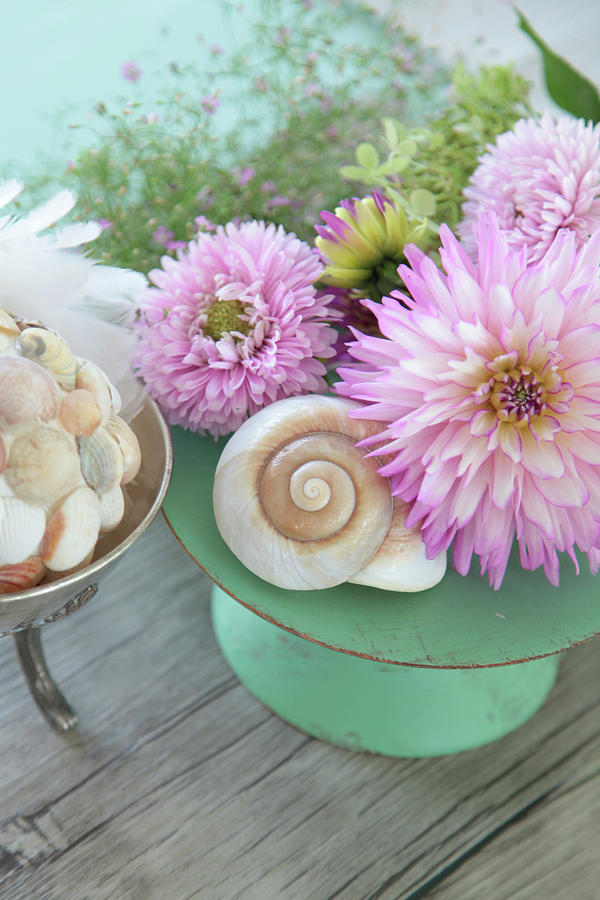 Dahlias Arranged With Snail Shell Photograph by Sonja Zelano