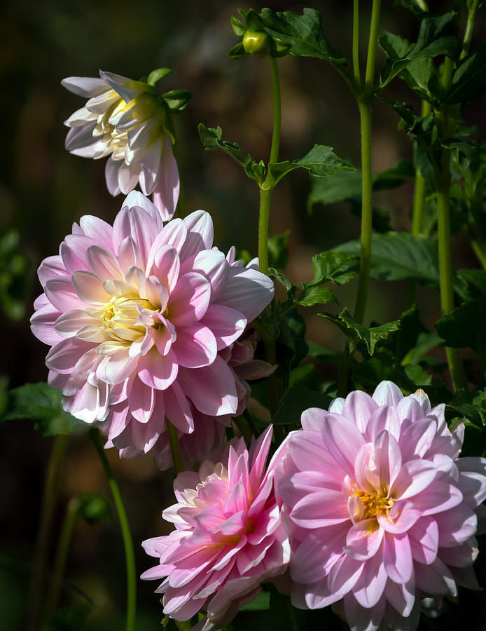 Dahlias In Bloom At The James Ranch Gardens In Xenia Ohio 09232018