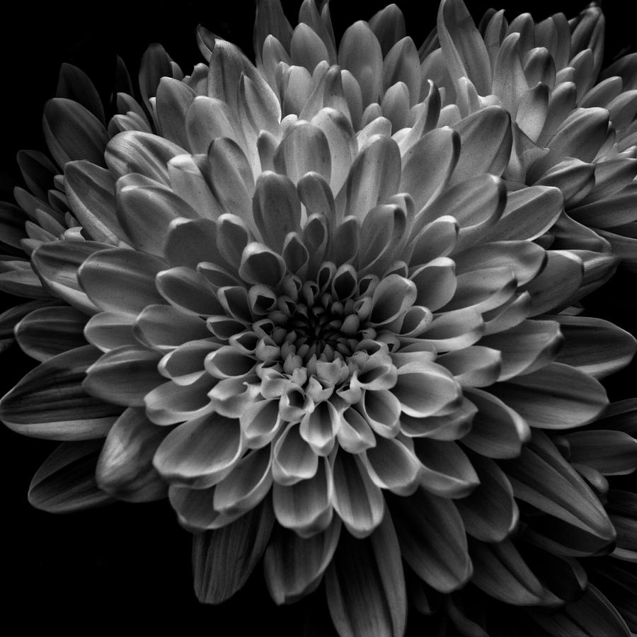 Dahlias in Full Bloom in Black and White Photograph by Denise Harty ...