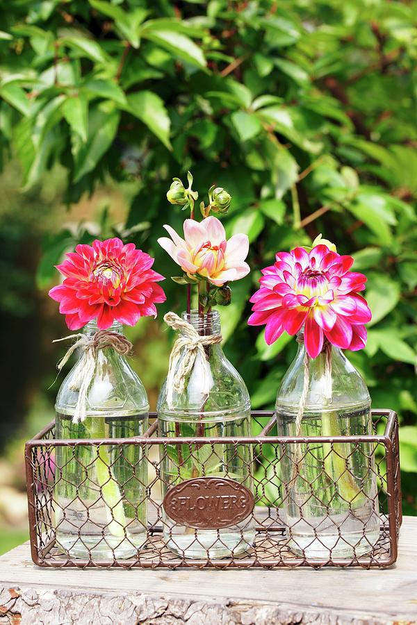 Dahlias In Glass Bottles In Wire Basket Photograph by Angelica Linnhoff