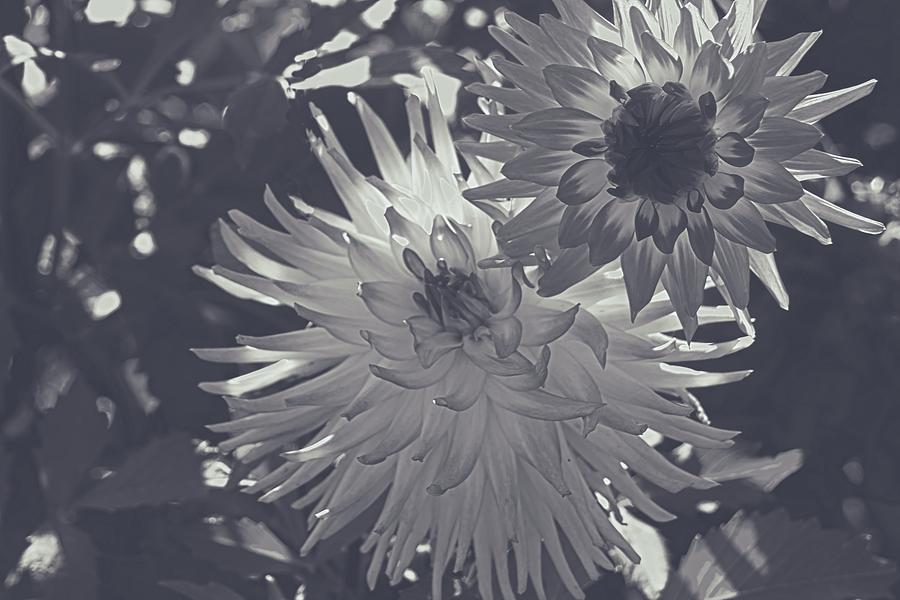 Dahlias in Silver  Photograph by Cathy Anderson