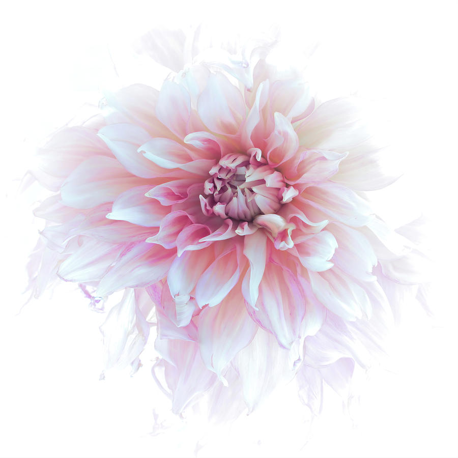 Dahlias Last Dance Photograph by Rebecca Finley - Fine Art America