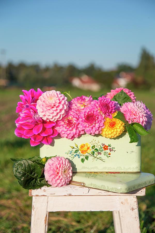 Dahlias Of Various Colours In Painted Metal Container On Footstool Outdoors Photograph by Syl Loves