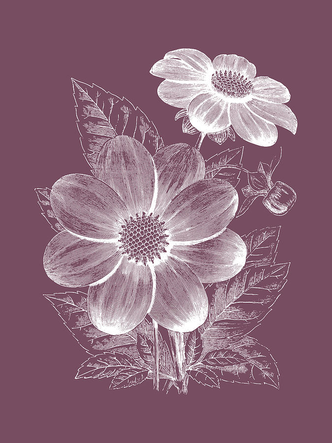 Flower Mixed Media - Dahlias Purple Flower by Naxart Studio