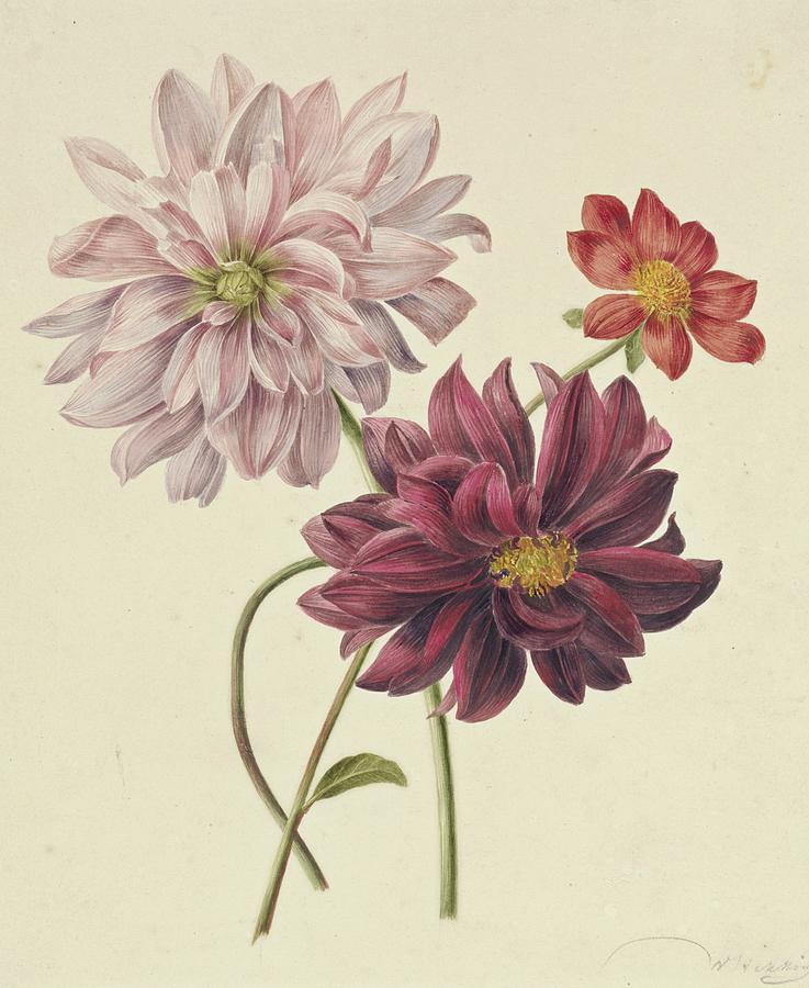 Dahlia?s Painting by Willem Hekking - Fine Art America