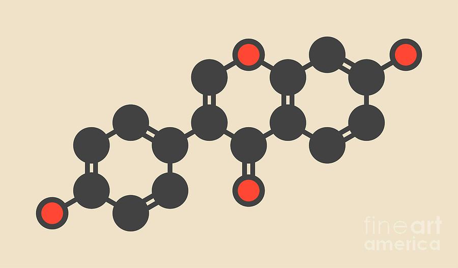 Soybean Photograph - Daidzein Isoflavone Molecule by Molekuul/science Photo Library