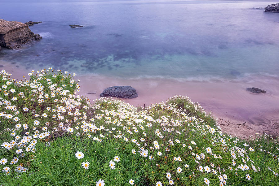 Flower Photograph - Dainty Daisies Above The Cove by Joseph S Giacalone